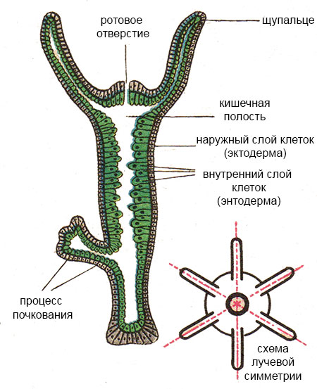 Кракен актуальная ссылка тор