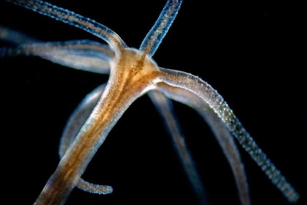 Ссылка для входа на сайт kraken