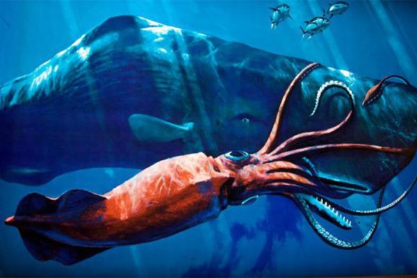 Кракен тор krakens13 at