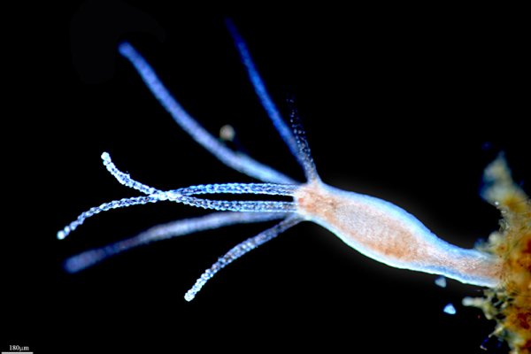 Ссылка кракен kraken torion net