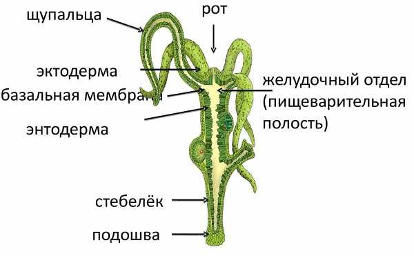 Что продают на сайте кракен